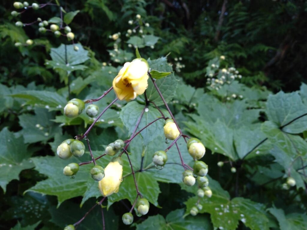 キレンゲショウマ